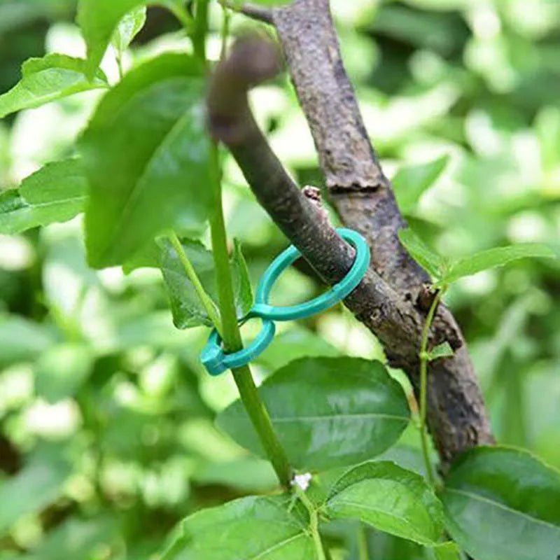 10/20/50/100 Pcs Vine Strapping Clips For Growing Upright Plant Holder Green Plastic Bundled Ring Garden Stand Tool Vine Support