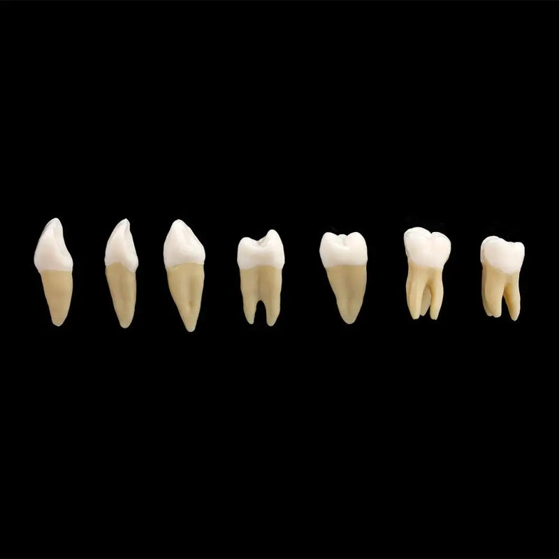 AZDENT 28PCS Dental 1: 1 Permanent Teeth Demonstration Teach Study Model Dentist Implant Teaching Model