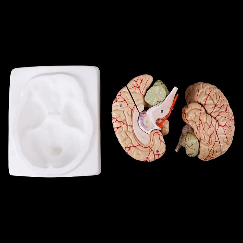 Medical props model Free postage Disassembled Anatomical Human Brain Model Anatomy Medical Teaching Tool