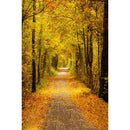 Autumn Landscape Backdrop Fall Forest Maple Fallen Leaves Nature Scenery Harvest Thanksgiving Portrait Photography Background