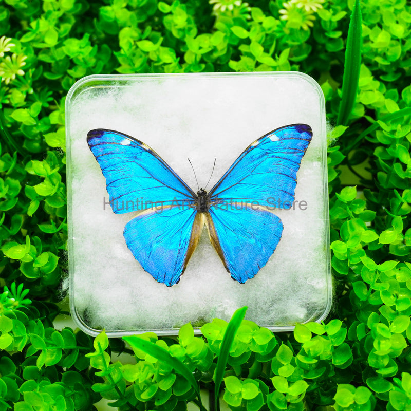 Real Butterfly Beautiful Removable Butterfly Specimens Home Decoration Display Collectibles Transparent Boxed Photo Frame Gift