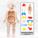 Kid Montessori 3D Puzzle Human Body Anatomy Model Educational Learning Organ Assembled Toy Body Teaching Tool For Children