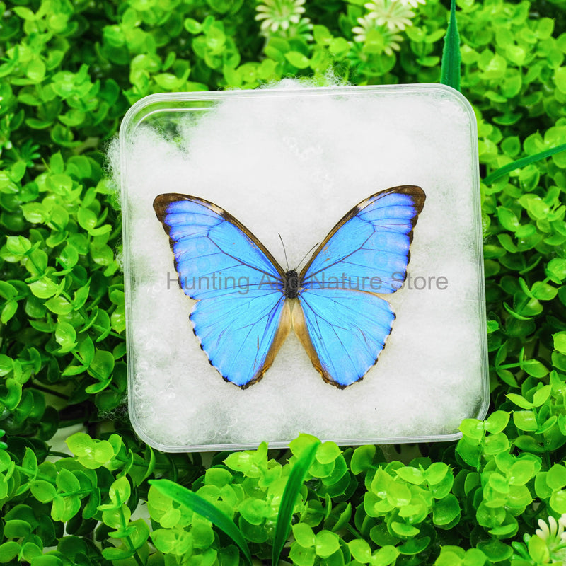 Real Butterfly Beautiful Removable Butterfly Specimens Home Decoration Display Collectibles Transparent Boxed Photo Frame Gift