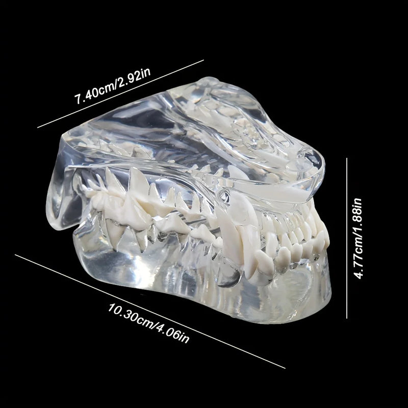 1PC Transparent Dog/Cat Teeth Anatomical Model, Resin Oral Tooth Jaw For Veterinary Teaching Demonstration