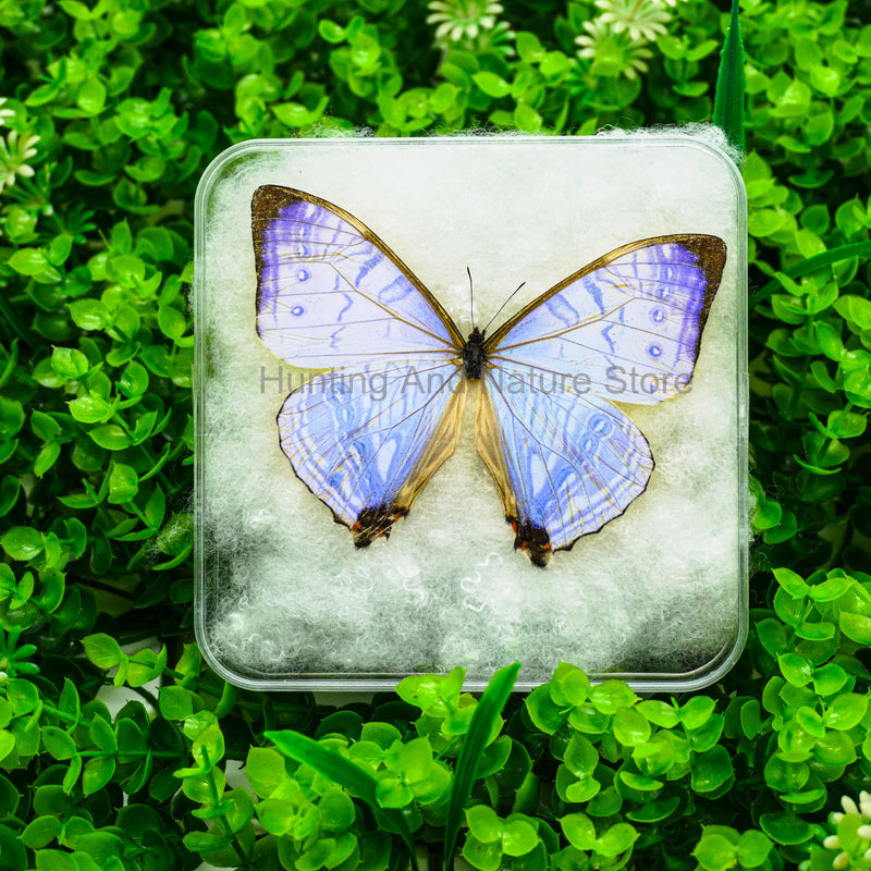 Real Butterfly Beautiful Removable Butterfly Specimens Home Decoration Display Collectibles Transparent Boxed Photo Frame Gift