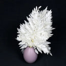 10pcs Preserved Natural Real white Arachniodes Leather Leaf Fern Fresh Fern Leaves Preserved flowers Plants Christmas Decoration