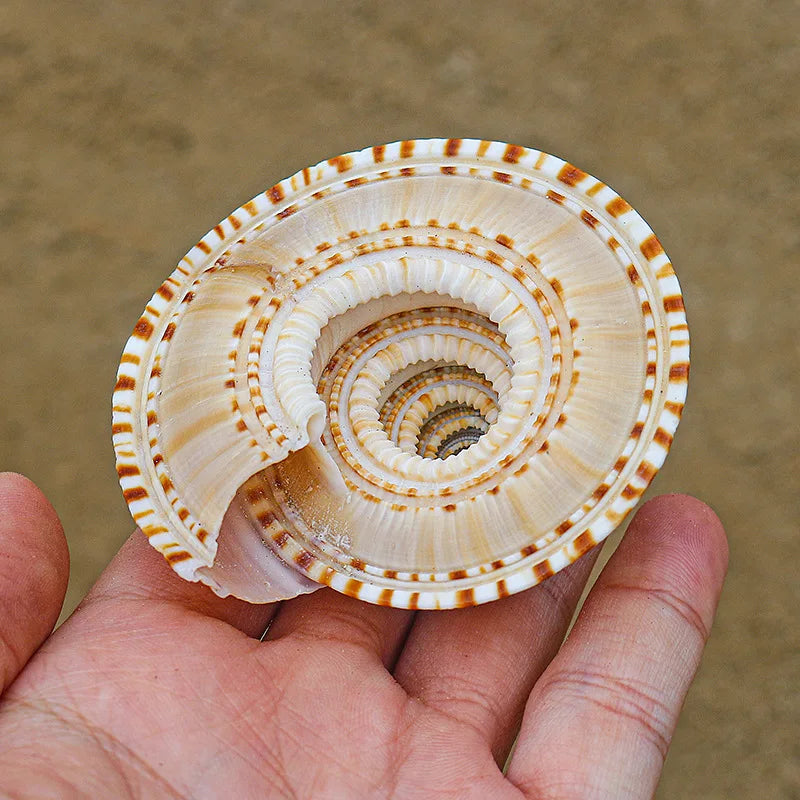 Sundial Snail Sunburst Carrier Snail Natural Conch Shell Home Decoration Collection Specimen Snail Shell Landscaping Aquarium