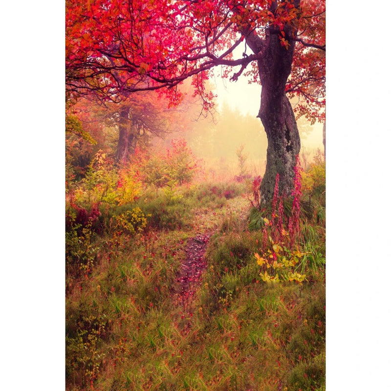 Autumn Landscape Backdrop Fall Forest Maple Fallen Leaves Nature Scenery Harvest Thanksgiving Portrait Photography Background