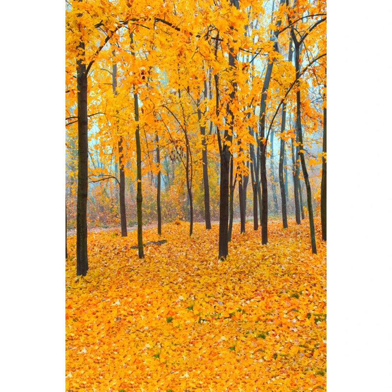 Autumn Landscape Backdrop Fall Forest Maple Fallen Leaves Nature Scenery Harvest Thanksgiving Portrait Photography Background
