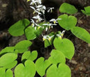 Extracto de hierba de cabra en celo (Epimedium)