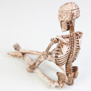 1 Stücke Aquarium Menschliches Skelett Harz Aquarium Schädel Skelett Harz Ornament Reptile Tank Aquarium Aquarium Dekoration