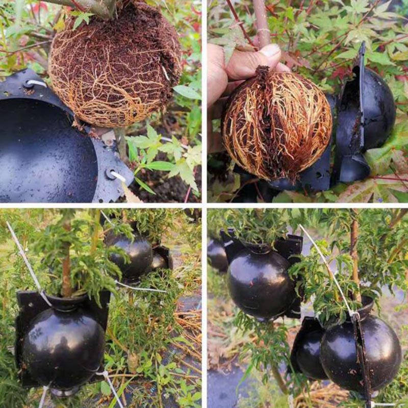 10/20 stücke obst Pflanze baum Rooting Ball Root box kunststoff fall vermehrung Box Pfropfen Rooter Wachsende Hochdruck züchtung ball