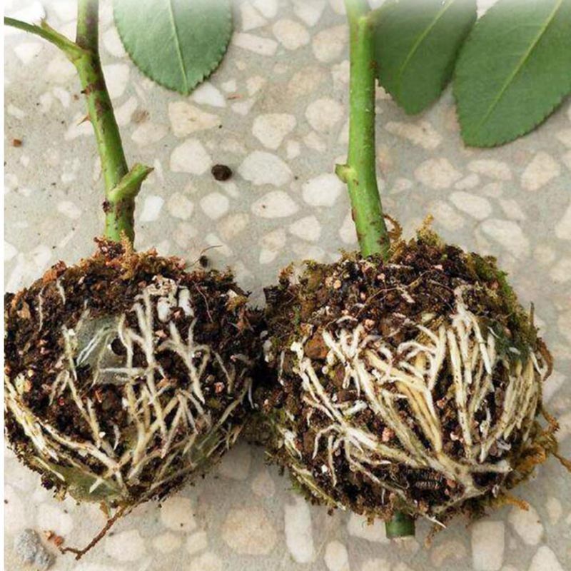 10/20 stücke obst Pflanze baum Rooting Ball Root box kunststoff fall vermehrung Box Pfropfen Rooter Wachsende Hochdruck züchtung ball