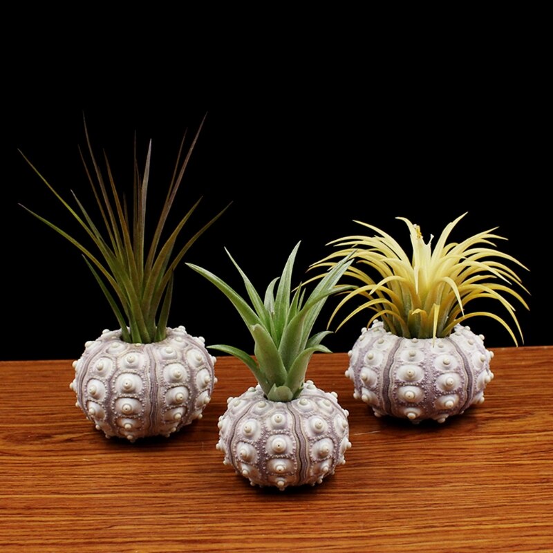 Air Plants Sea Urchin Tabletop Tillandsia Holder Decoraciones de jardinería en miniatura