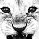 Baby-Löwen-Druck-Tier-Tier-Schwarz-Weiß-Fotografie-Plakat Kinder zitieren skandinavische Kunst-Leinwand-Malerei-Heimdekoration