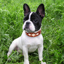 Leather Dog Collar Durable Real Leather Dogs Collars Bling Rhinestone Cool Metal Dog Accessories for Small Medium Dogs