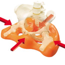 Cojín para corrección de postura del asiento, cojín ortopédico para reparación de huesos pélvicos, cojín para silla, almohadilla moldeadora de glúteos, almohada antihemorroides
