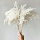 20 Stiele pompöses Pampas-Gras getrocknete Pampas-Pflanzen flauschige Pompas-Gräser kleine Pompus kurz Boho-Dekor Gesamtlänge 21 Zoll/55 cm