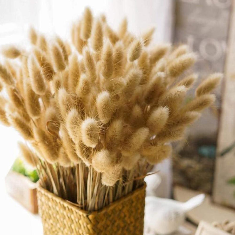 30 Stems Dried Flower Bunny Tail Natural Plants Floral Rabbit Grass Bouquet Home Accessories Office Decoration Festival Ceremony