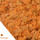 20/40 g Künstliche Grünpflanzen Ewiges Leben Moos Gras Zuhause Wohnzimmer Garten Dekoration Mini Landschaft Gefälschte Blume DIY Handwerk